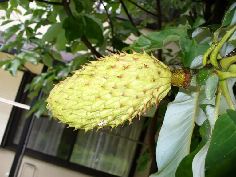 Japanese Big Leaf Magnolia (Magnolia obovata) – fruit in close-up, plant photo