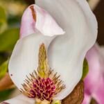 Magnolia pośrednia (Magnolia soulangeana) – zdjęcie rośliny