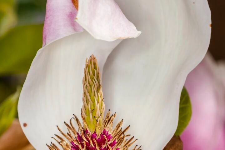 Magnolia soulangeana