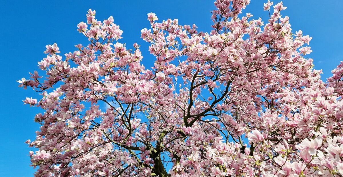 Magnolia purpurowa (Magnolia liliiflora) – plant photo