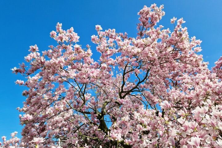 Magnolia liliiflora