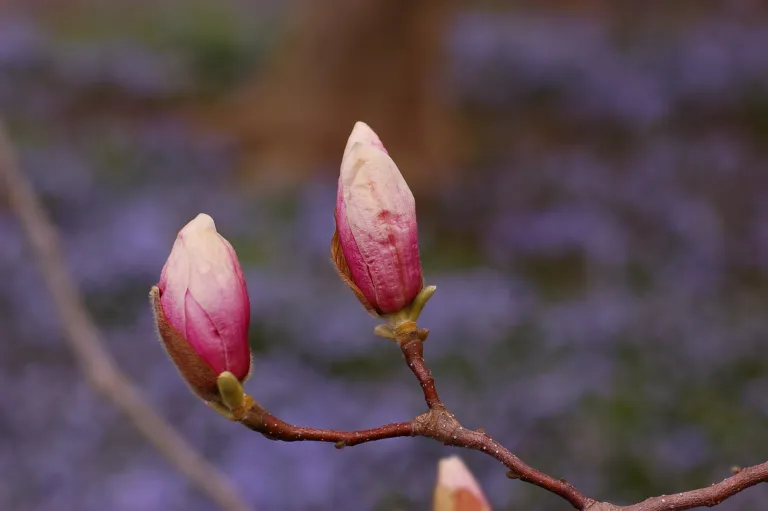 Saucer Magnolia (Magnolia soulangeana) – in a garden setting, plant photo