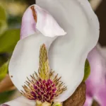 Saucer Magnolia (Magnolia soulangeana) – plant photo