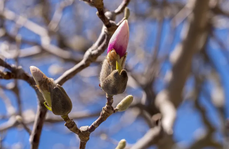 Saucer Magnolia (Magnolia soulangeana) – flowers in close-up, plant photo