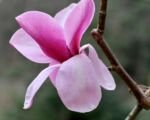 Magnolia sprengeri – pestovanie a starostlivosť