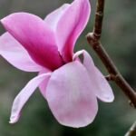 Magnolia sprengeri – zdjęcie rośliny