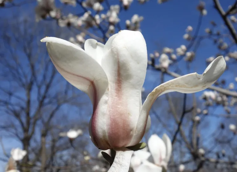 Magnolia sprengeri care guide (Magnolia sprengeri) – flowers in close-up, plant photo