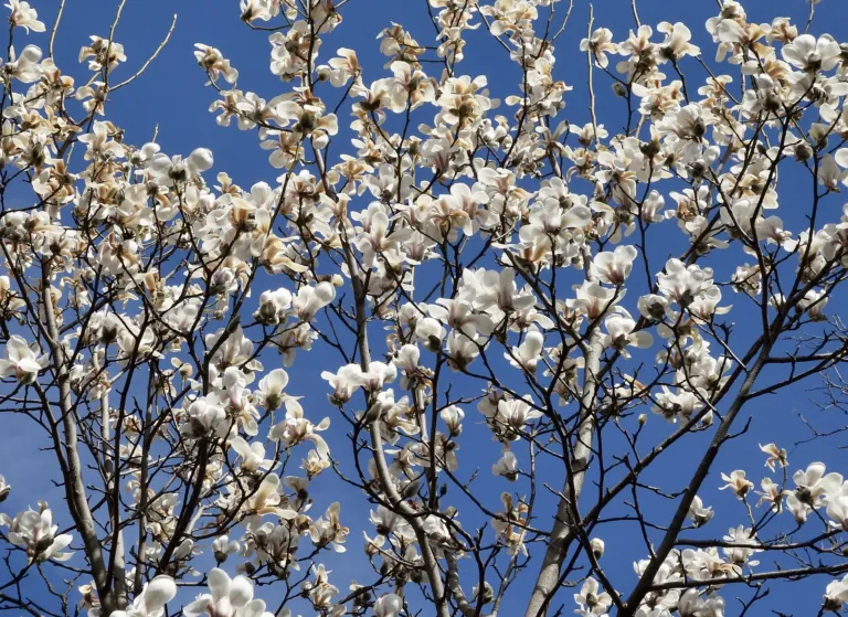 Magnolia sprengeri care guide (Magnolia sprengeri) – characteristic appearance, plant photo