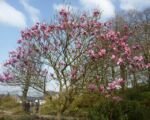 Magnolia ‘Star Wars’