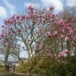 Magnolia 'Star Wars' – fotografia rastliny