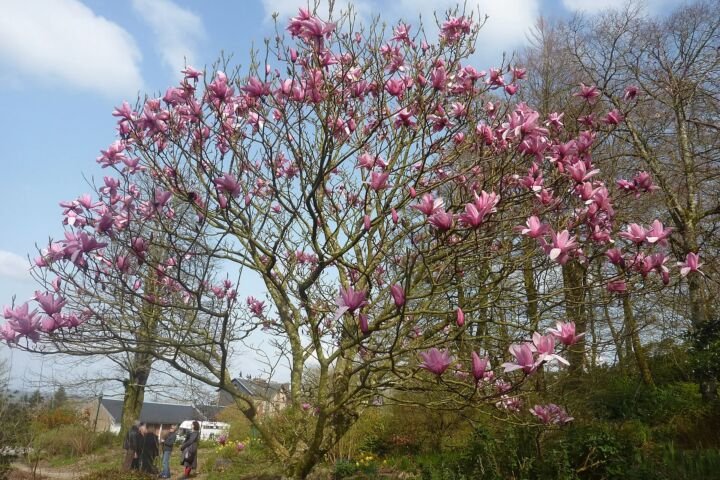 Magnolia 'Star Wars'
