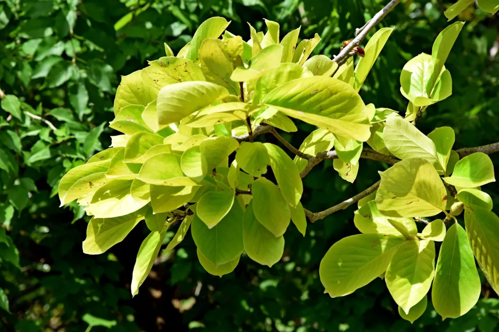 Magnolia ‘Star Wars’ (Magnolia 'Star Wars') – characteristic appearance, plant photo