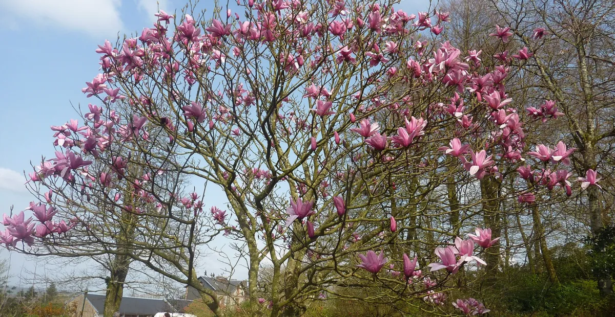 Magnolia 'Star Wars' – plant photo