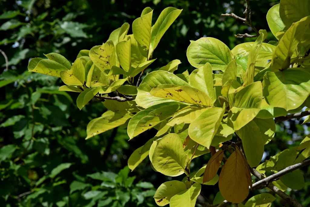 Magnolia ‘Star Wars’ (Magnolia 'Star Wars') – characteristic appearance, plant photo