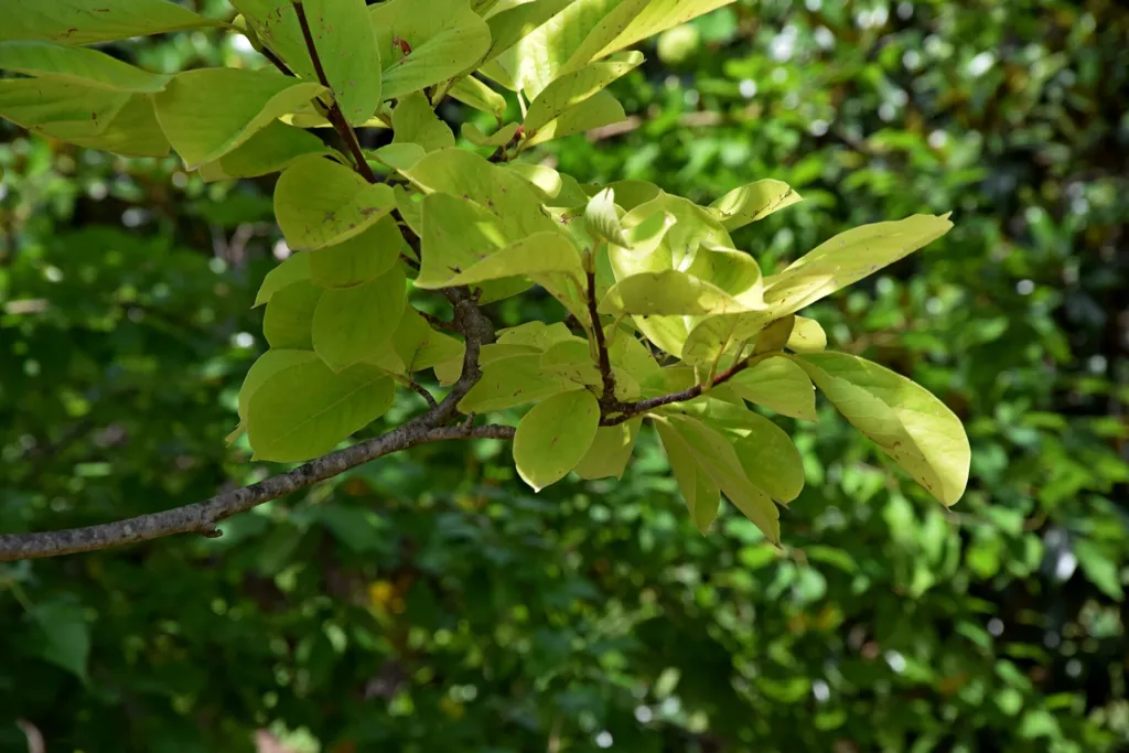 Magnolia ‘Star Wars’ (Magnolia 'Star Wars') – characteristic appearance, plant photo