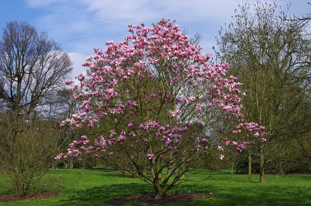 Magnolia ‘Star Wars’ (Magnolia 'Star Wars') – characteristic appearance, plant photo