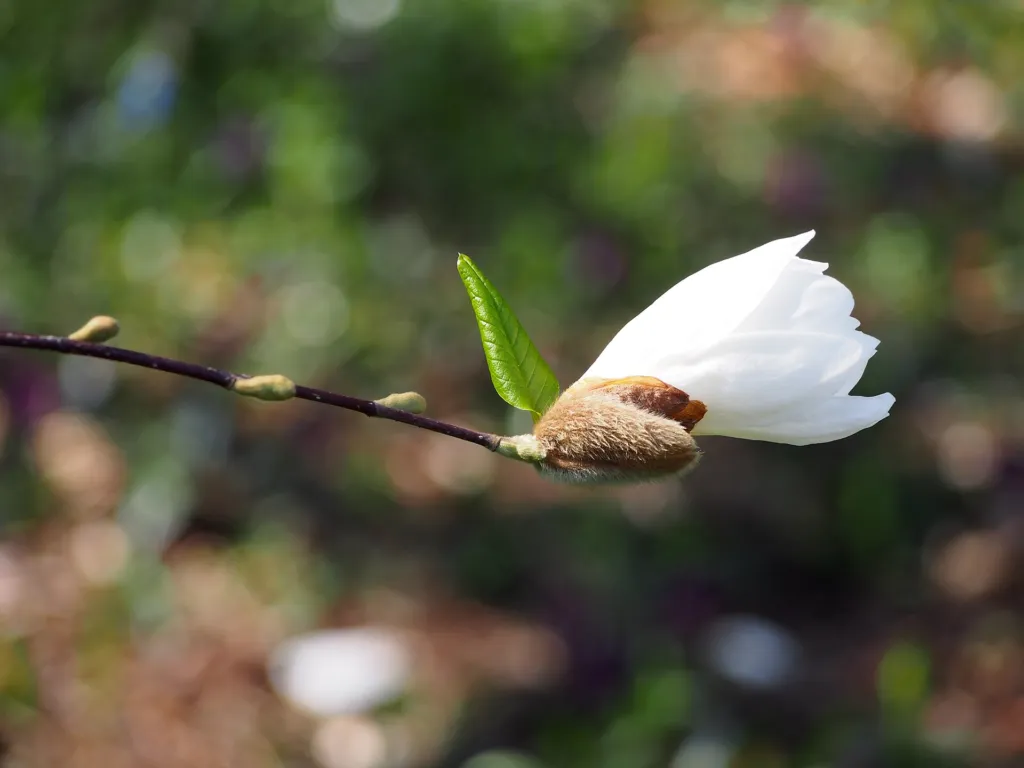 magnólia hviezdicovitá (Magnolia stellata) – kvety zblízka, fotografia rastliny