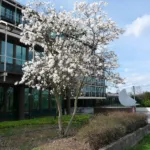 star magnolia (Magnolia stellata) – plant photo