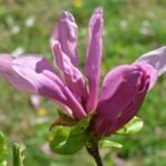 Magnolia 'Susan' – fotografia rastliny