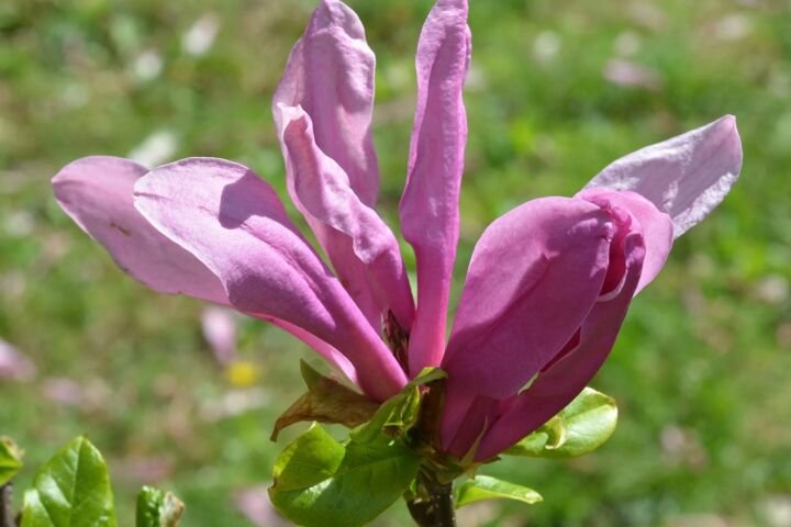 Magnolia 'Susan'