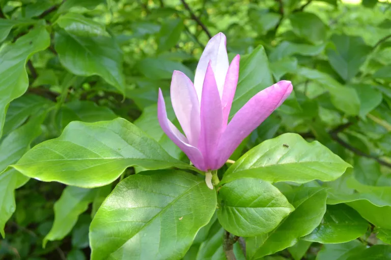 Magnolia ‘Susan’ (Magnolia 'Susan') – flowers in close-up, plant photo