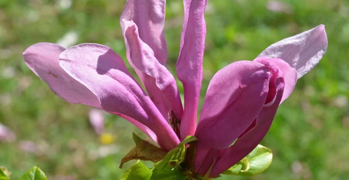 Magnolia 'Susan' – plant photo
