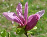 Magnolia ‘Susan’
