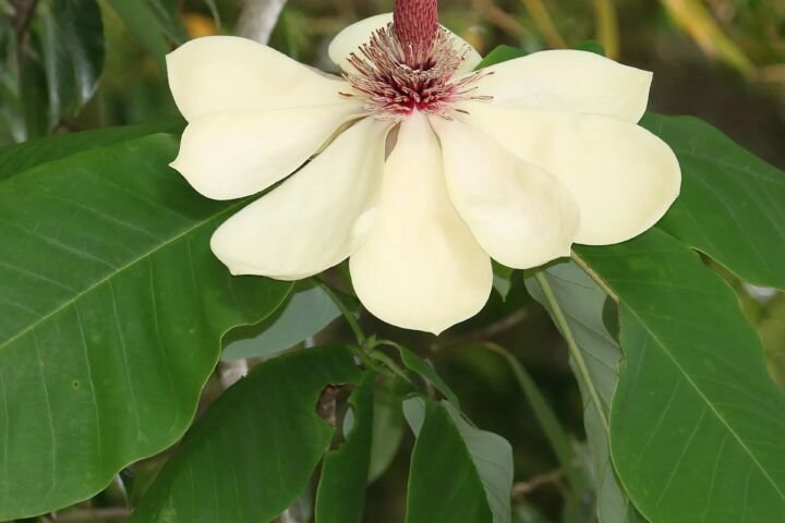 Magnolia obovata