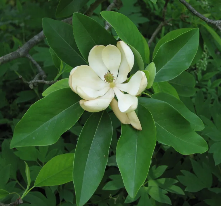 sweetbay magnolia (Magnolia virginiana) – flowers in close-up, plant photo