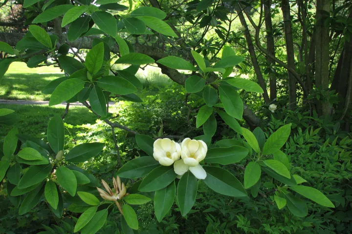 Magnolia virginiana