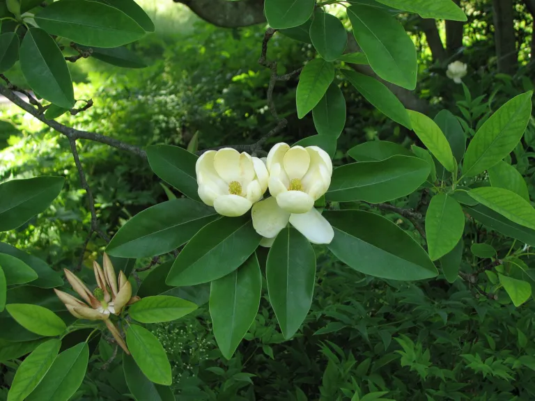 sweetbay magnolia (Magnolia virginiana) – flowers in close-up, plant photo