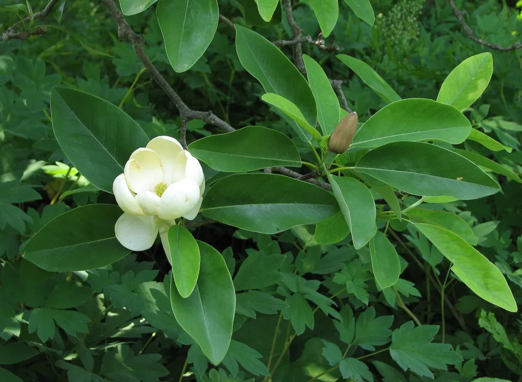 magnolia wirginijska (Magnolia virginiana) – flowers in close-up, plant photo