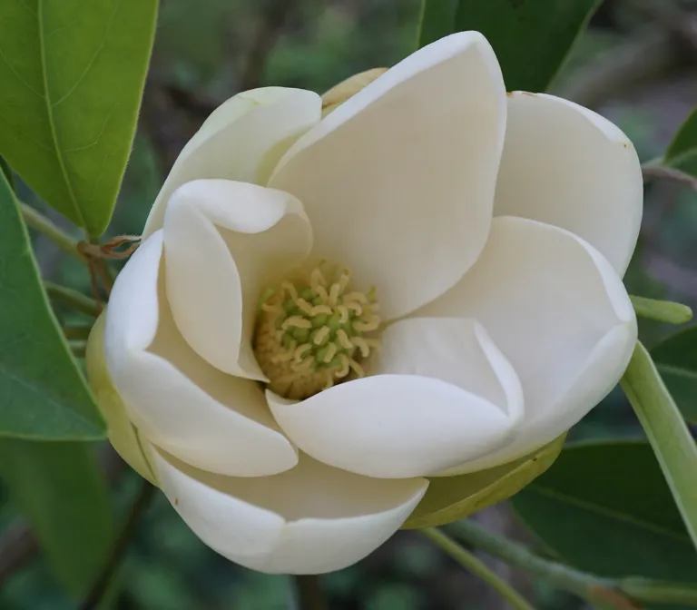 sweetbay magnolia (Magnolia virginiana) – flowers in close-up, plant photo