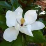 Magnolia wielkokwiatowa (Magnolia grandiflora) – zdjęcie rośliny