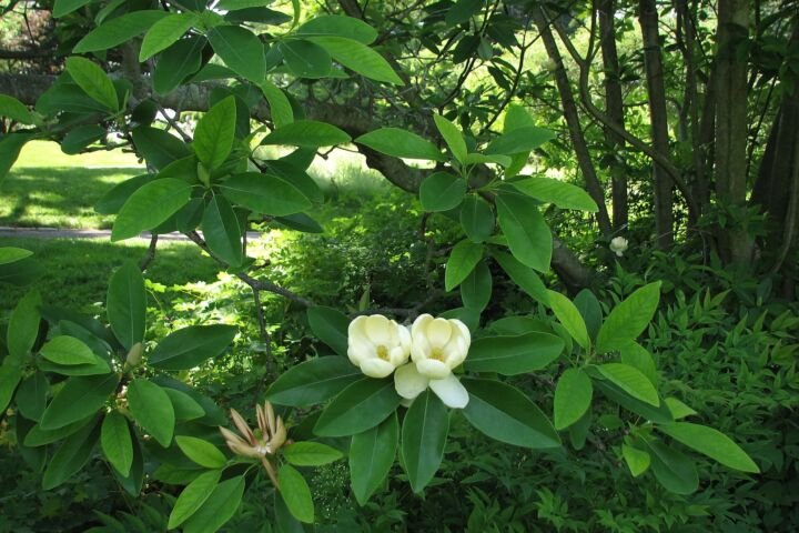 Magnolia virginiana
