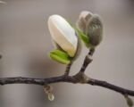 Magnolia × loebneri ‘Merrill’