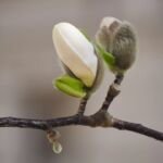 Magnolia × loebneri 'Merrill' – zdjęcie rośliny
