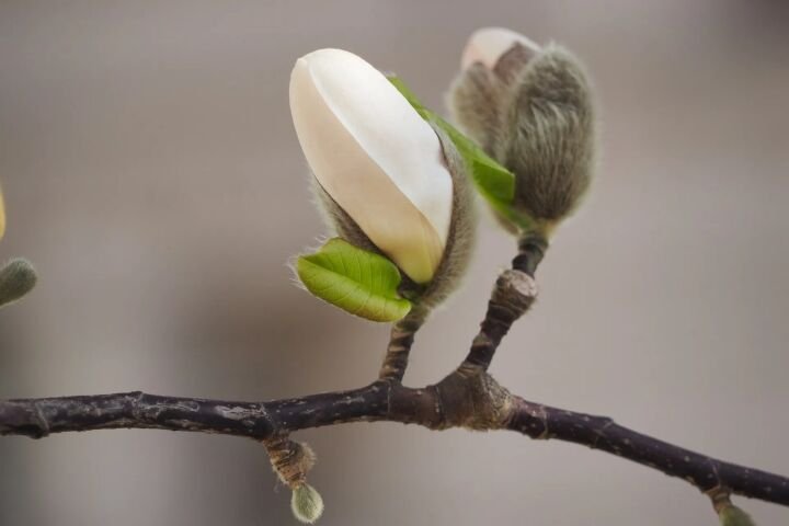 Magnolia × loebneri 'Merrill'