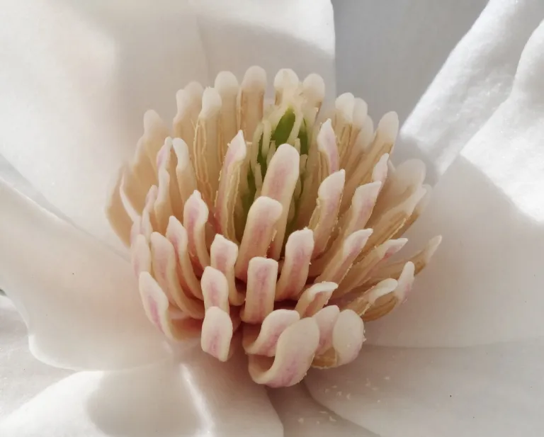 Magnolia × loebneri ‘Merrill’ (Magnolia × loebneri 'Merrill') – flowers in close-up