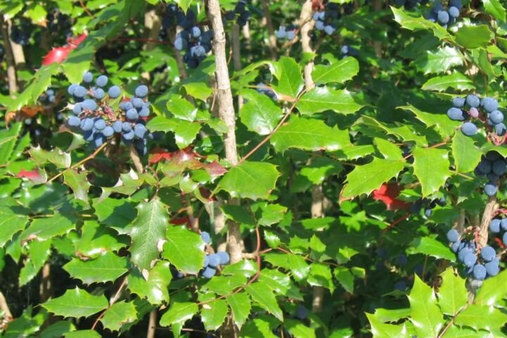 Mahonia aquifolium