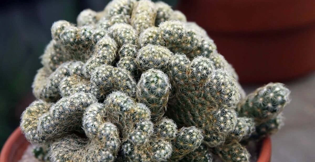 Mammillaria elongata 'Cristata' – plant photo