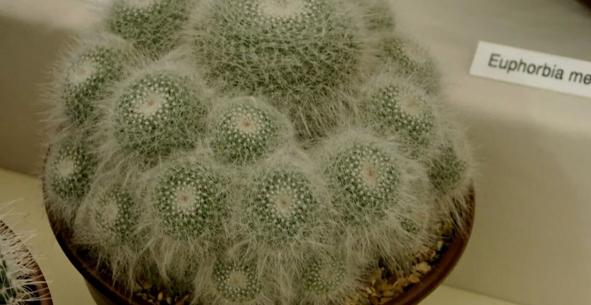 Mammillaria hahniana – plant photo
