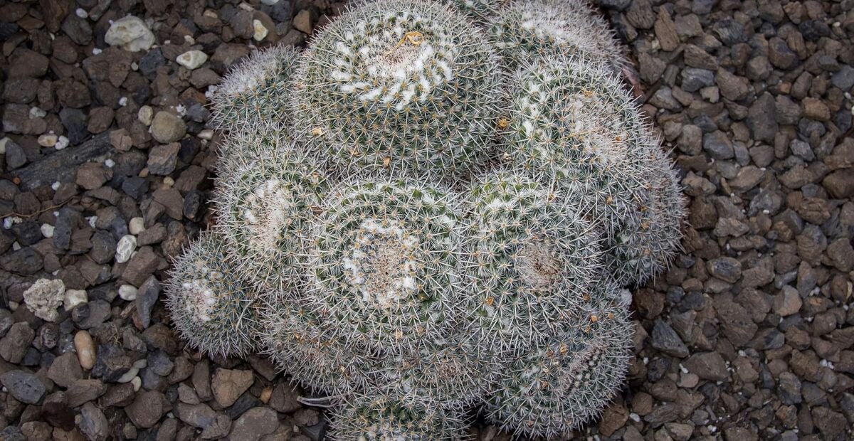 Mammillaria parkinsonii – plant photo