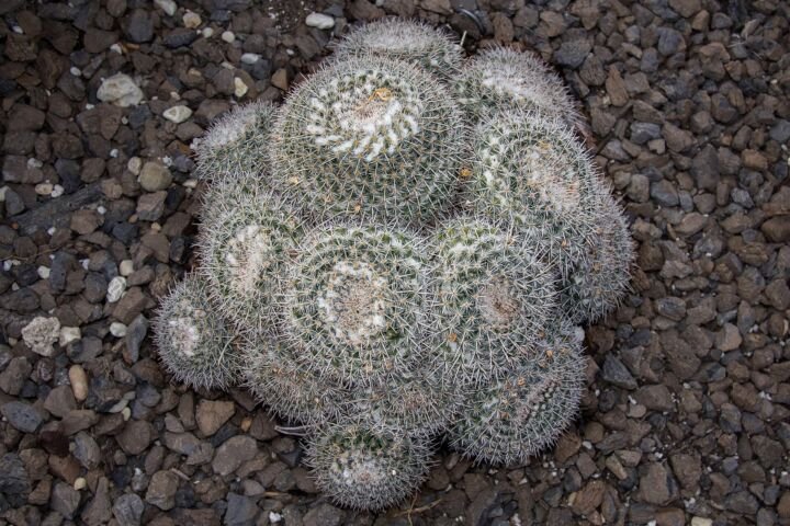 Mammillaria parkinsonii