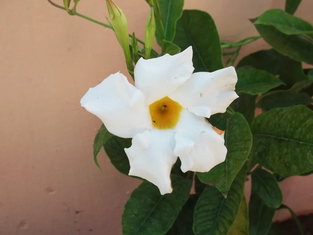white mandevilla and white dipladenia (Mandevilla boliviensis) – flowers in close-up, plant photo