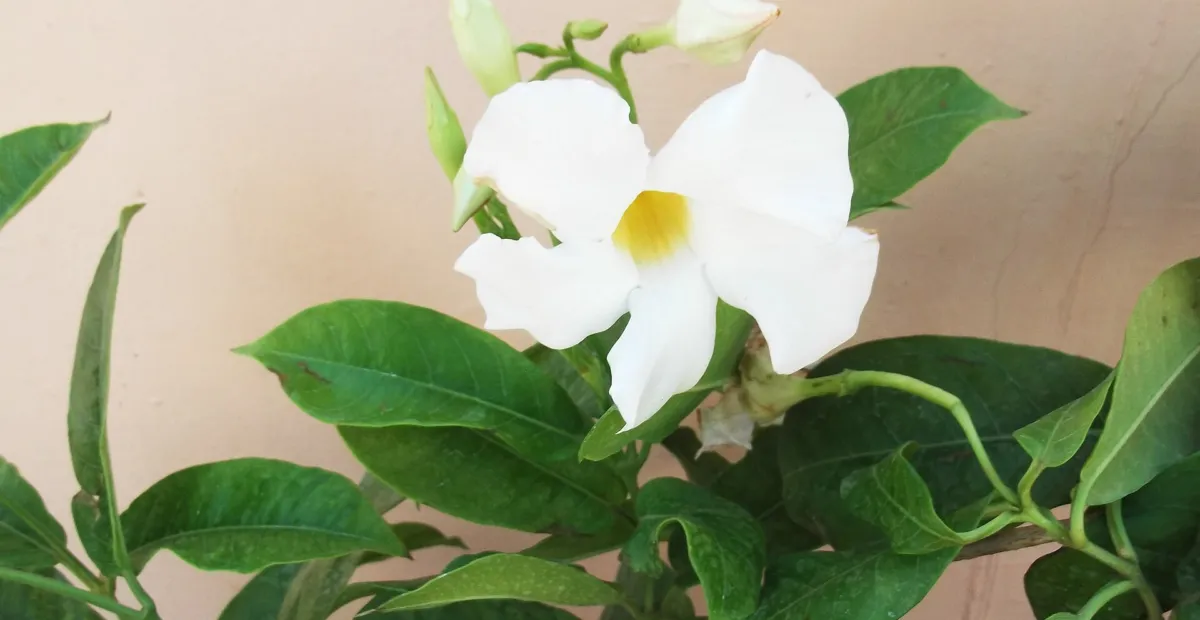 white mandevilla and white dipladenia (Mandevilla boliviensis) – plant photo
