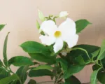 White mandevilla and white dipladenia (Mandevilla boliviensis) care guide