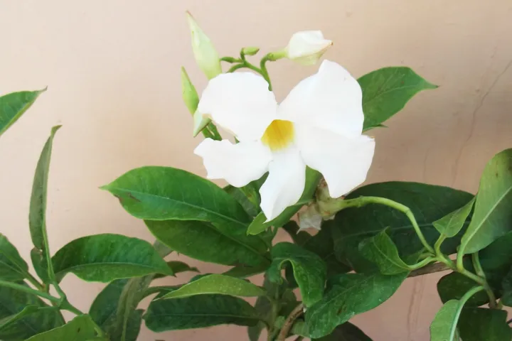Mandevilla boliviensis