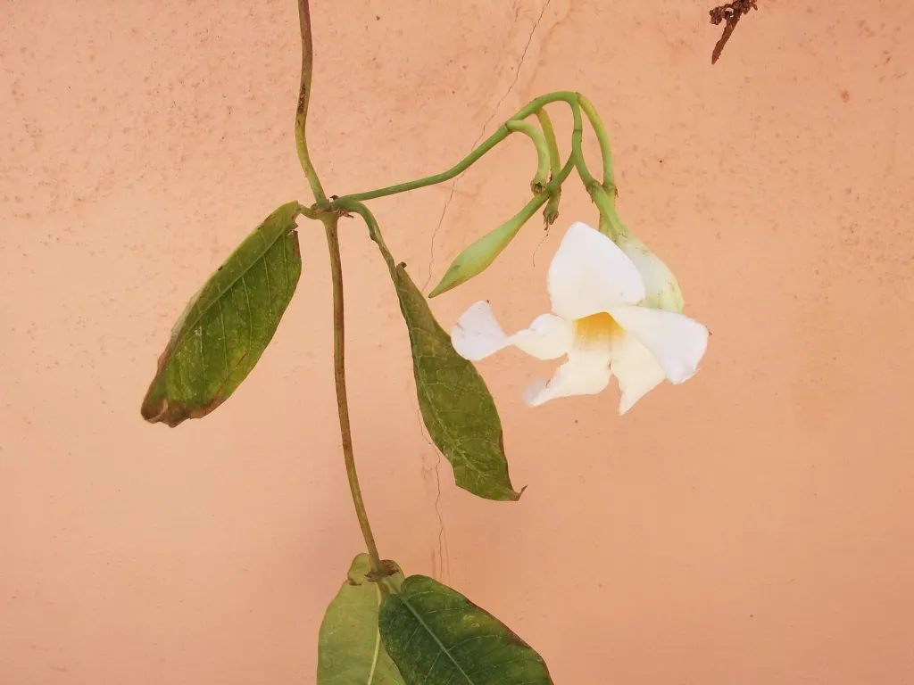 white mandevilla and white dipladenia (Mandevilla boliviensis) – flowers in close-up, plant photo