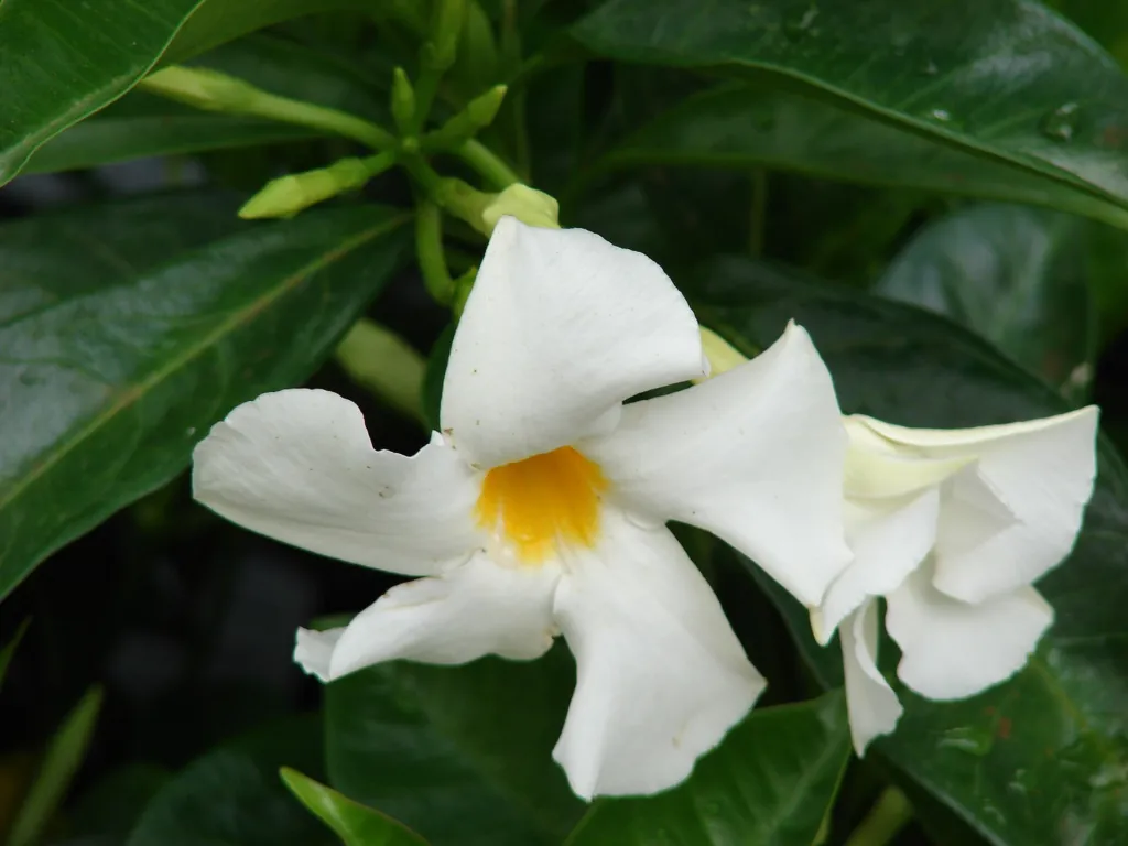 white mandevilla and white dipladenia (Mandevilla boliviensis) – flowers in close-up, plant photo